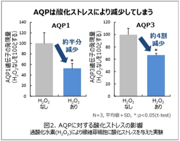 POLA・酸化ストレスによるアクアポリンの減少
